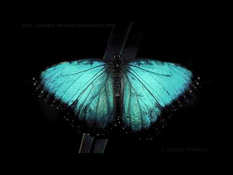 Музика Мэвл - Ночная Бабочка