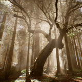 Thrill Pill от Дерево (feat. Тима Белорусских)