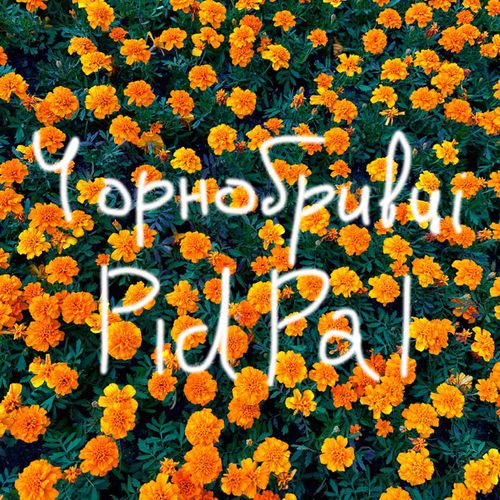 Музика Pidpal - Чорнобривці