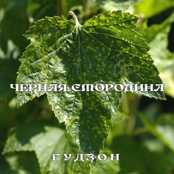 Музика Гудзон - Чёрная Смородина