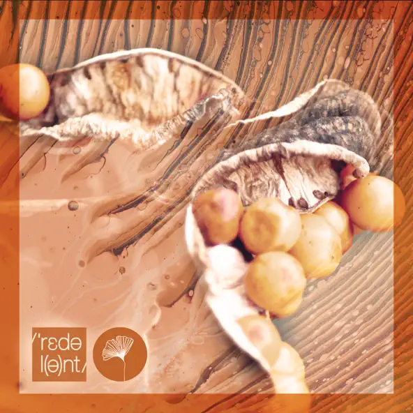 Музика Lizwi feat. Sounds Of Rituals & Komashov - Shinbra (Original Mix)