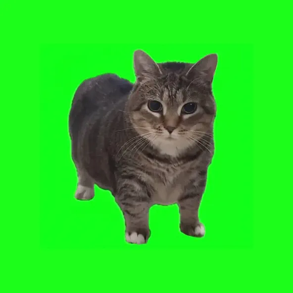 Музика W&W - Oiia Oiia (Spinning Cat)