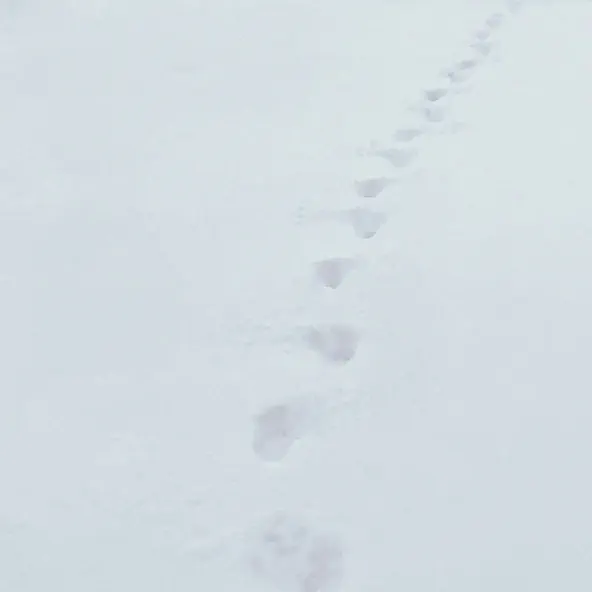 Музика VovaZiLvova - Замело До Серця Шлях (feat. Surov)