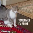 The Kiffness от Sometimes I'm Alone (Lonely Cat)