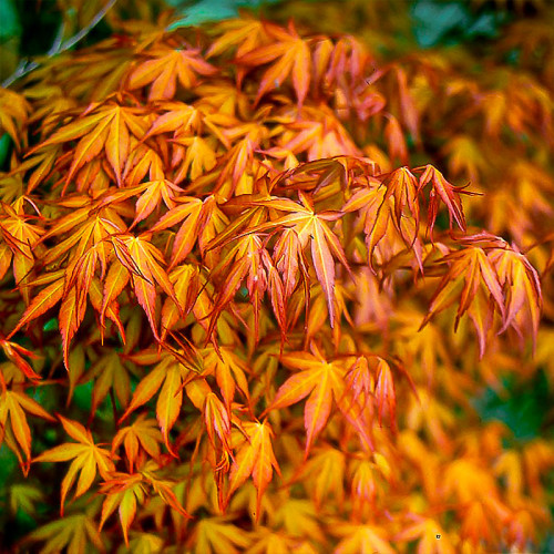 Музика Рок Острова - Распустила Осень Косы