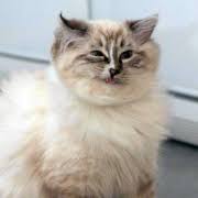 Музика Sms - Апчхи